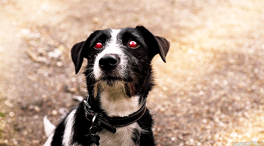 Sticker: Dog - Pride collar [Limited Edition]